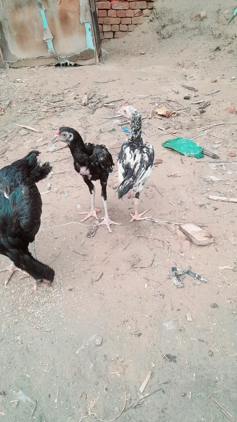 Aseel mushki murgi with 2 chick whatsapp number 03161731812 — photo 4