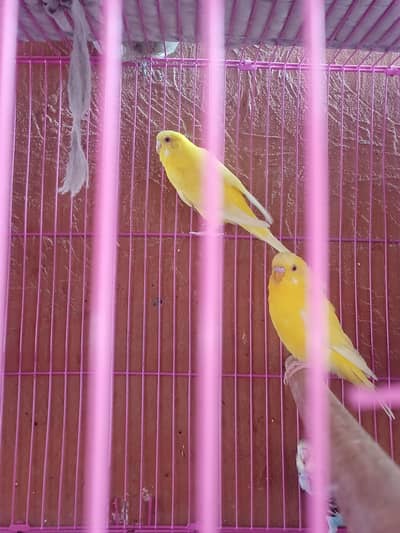 Red eye pair