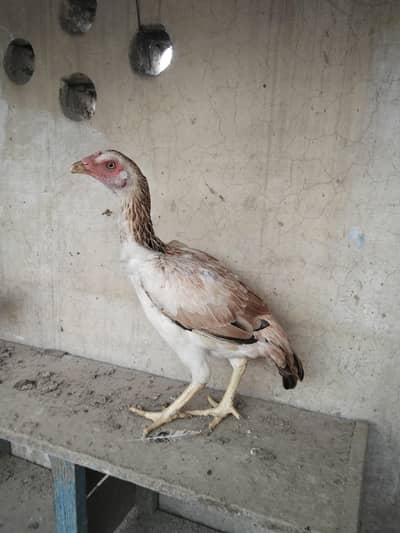 breedar female