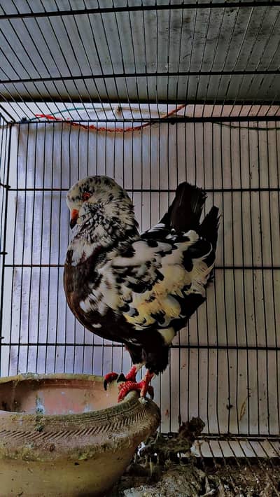 top quality birds balck tigar male Modena