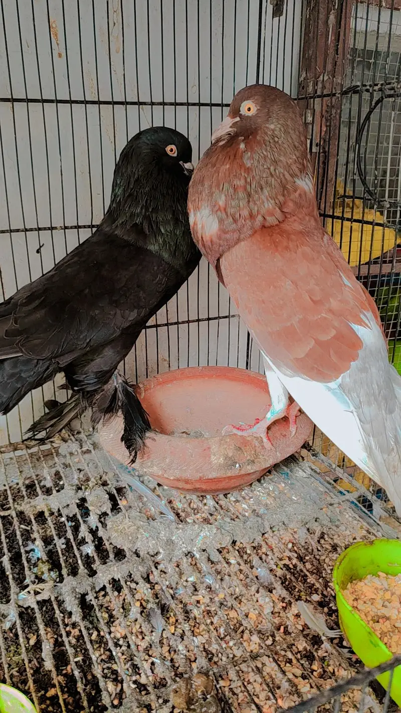 top quality birds balck tigar male Modena — photo 3