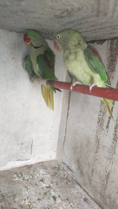 Ready to breed pair