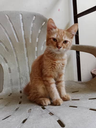Female Persian kitten