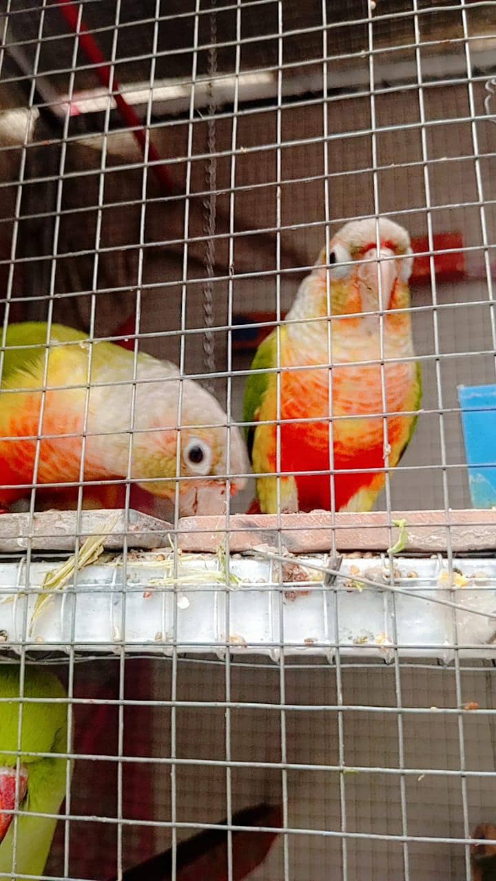 pineapple conure 0