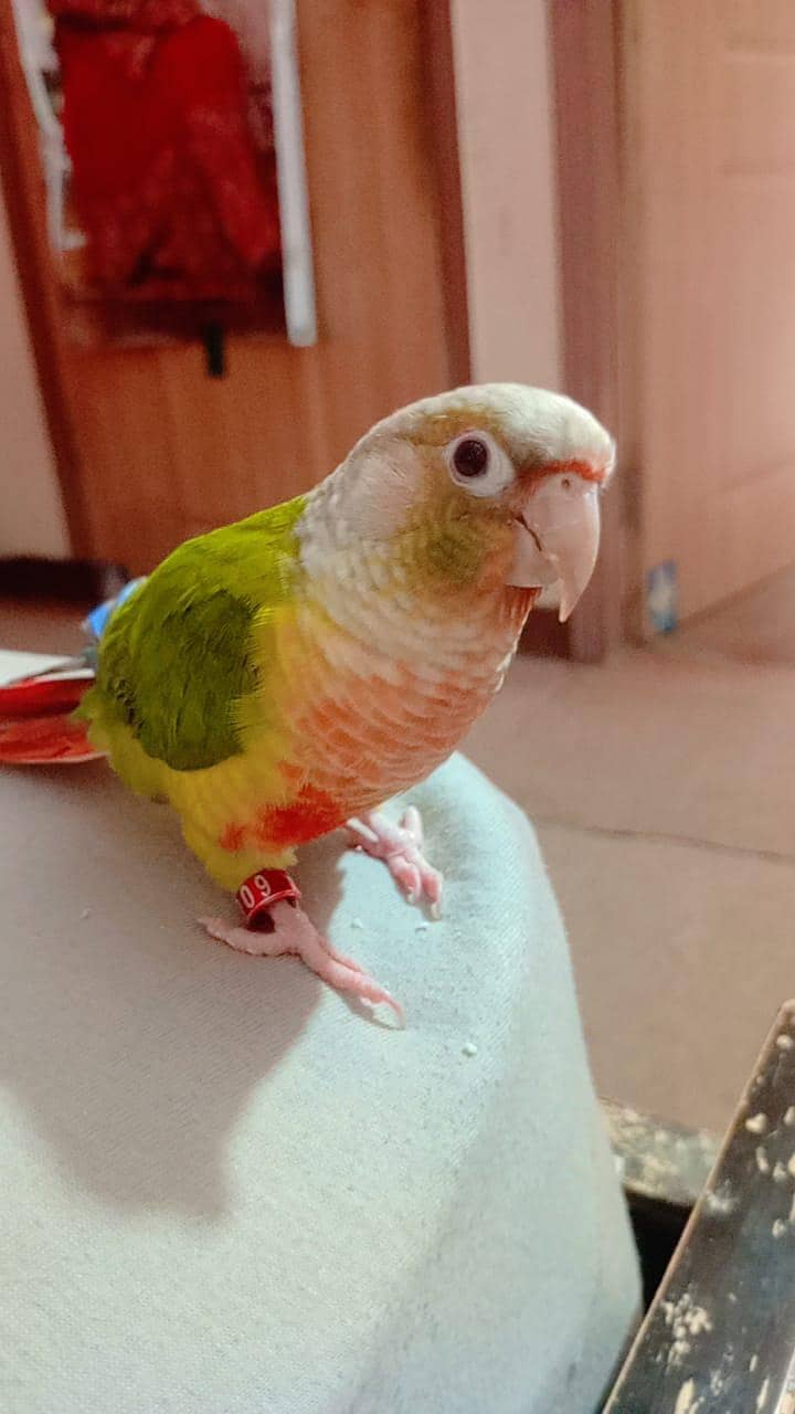 pineapple conure 1