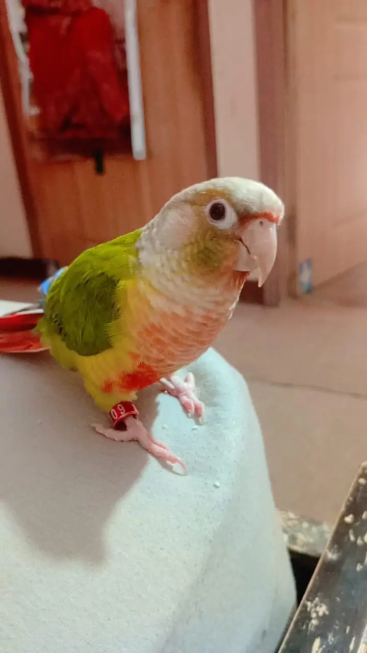 pineapple conure — photo 2