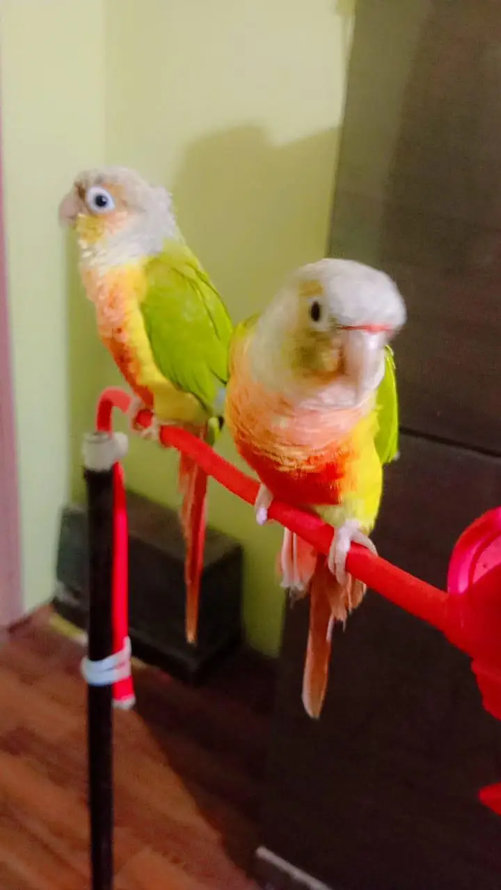 pineapple conure — photo 3
