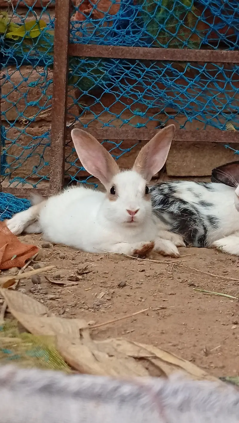 High Quality Rabbits for Sale