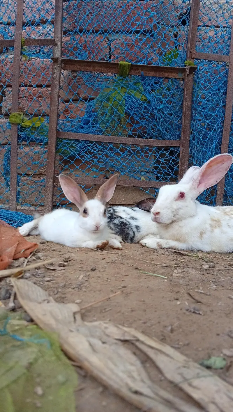 High Quality Rabbits for Sale — photo 2