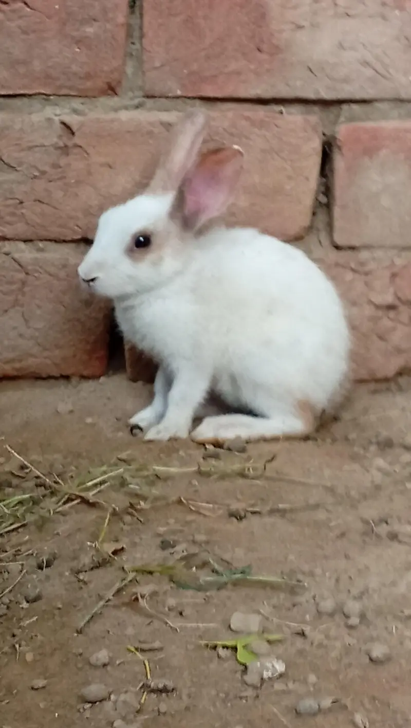 High Quality Rabbits for Sale — photo 3