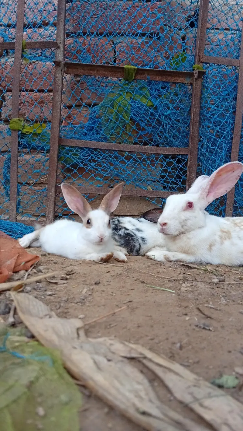 High Quality Rabbits for Sale — photo 4