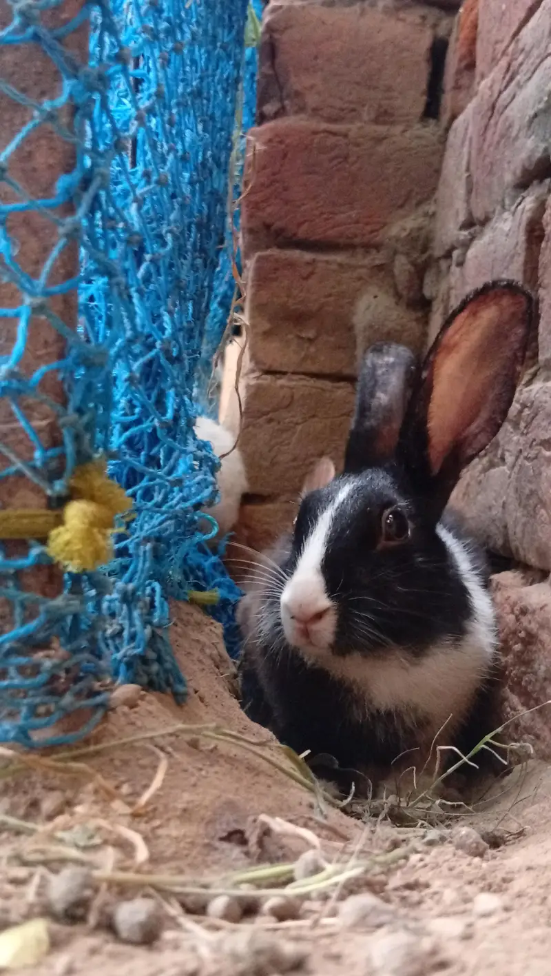 High Quality Rabbits for Sale — photo 5