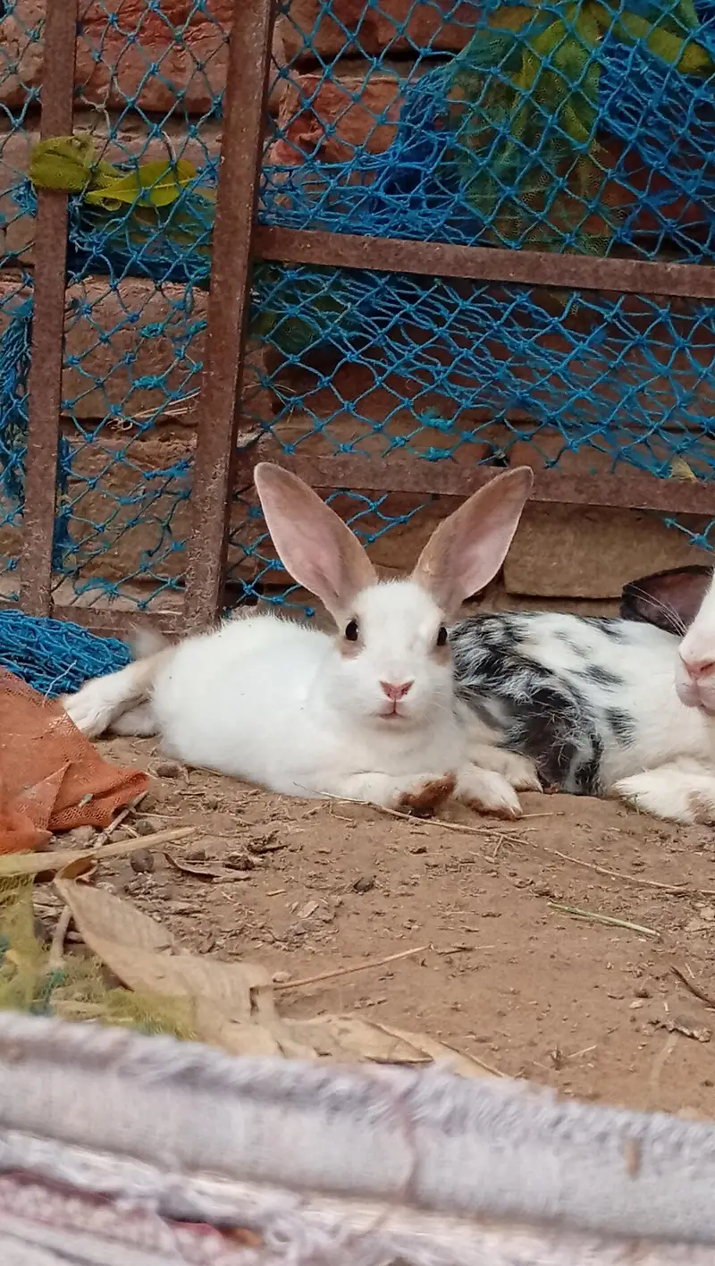 High Quality Rabbits for Sale — photo 6