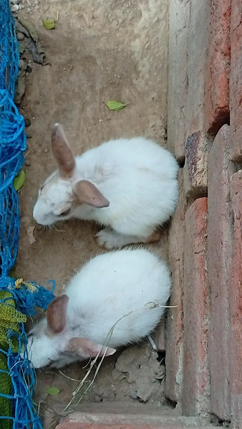 High Quality Rabbits for Sale — photo 7