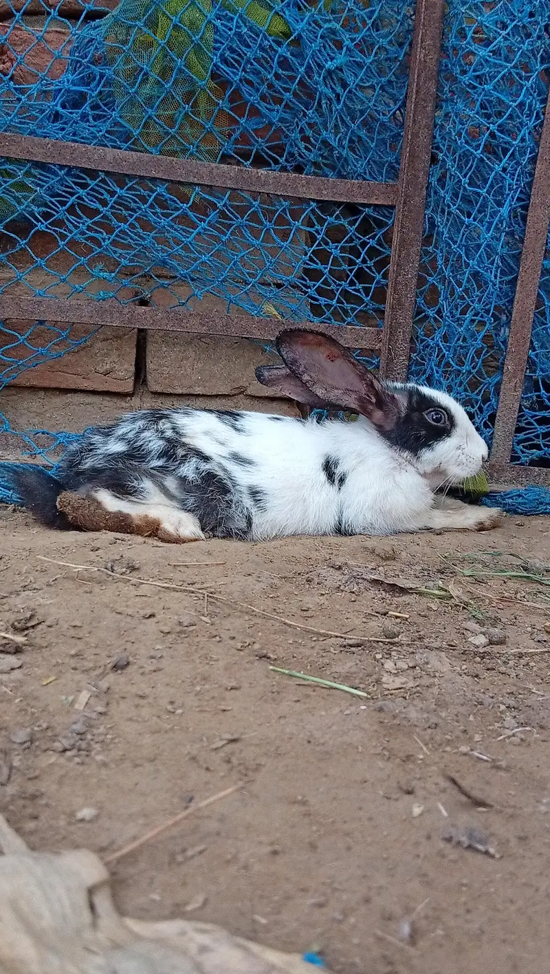 High Quality Rabbits for Sale — photo 8