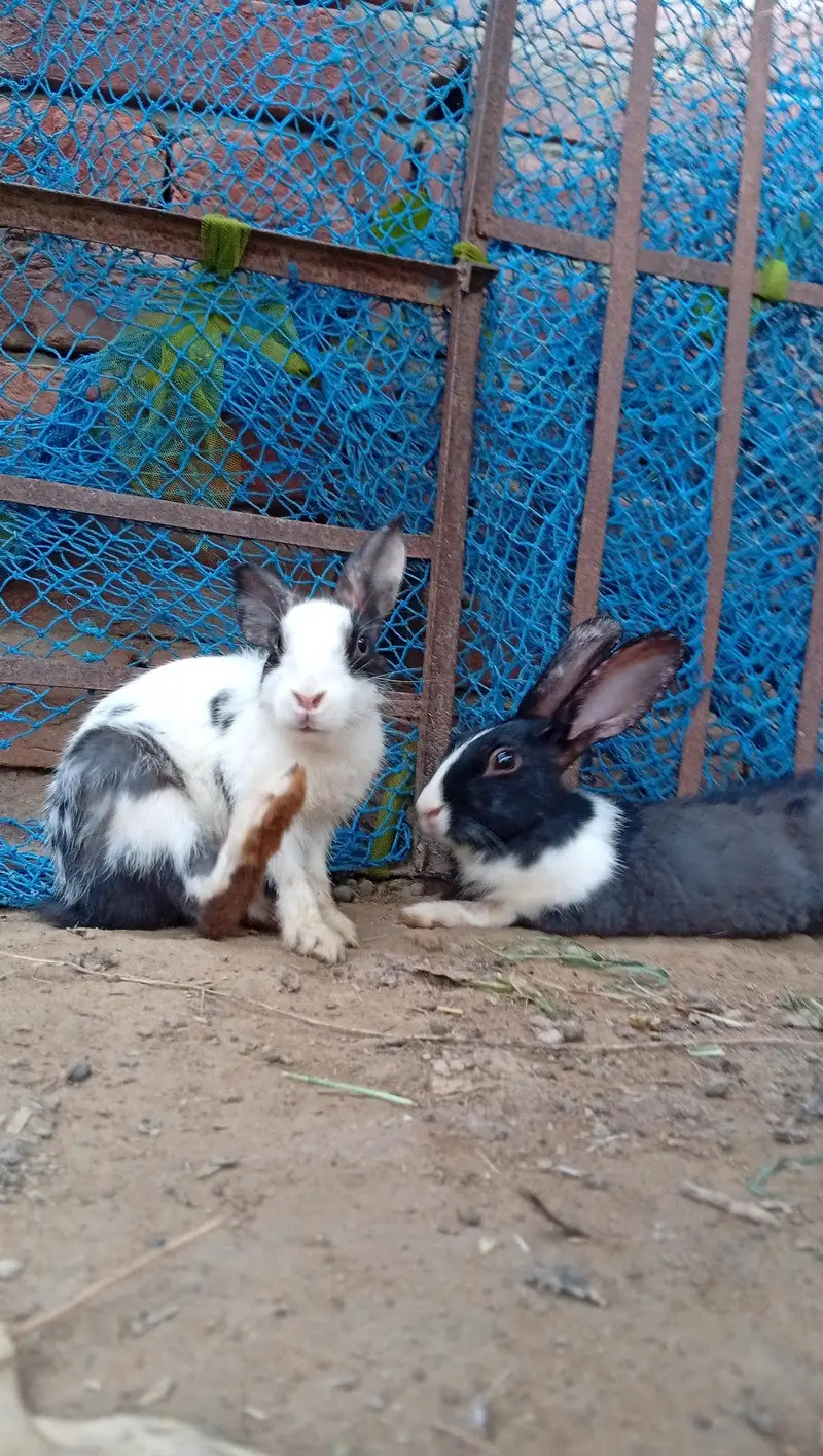 High Quality Rabbits for Sale — photo 9