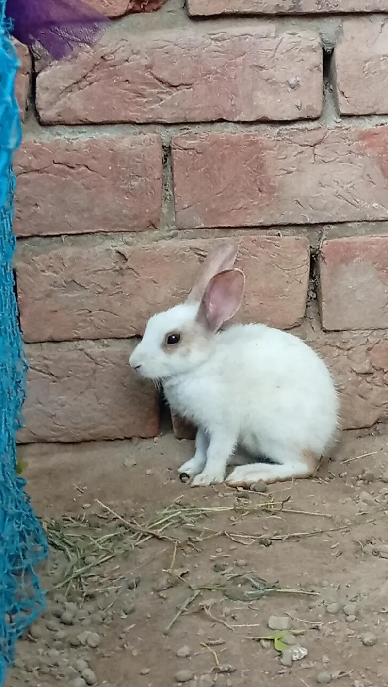 High Quality Rabbits for Sale — photo 10