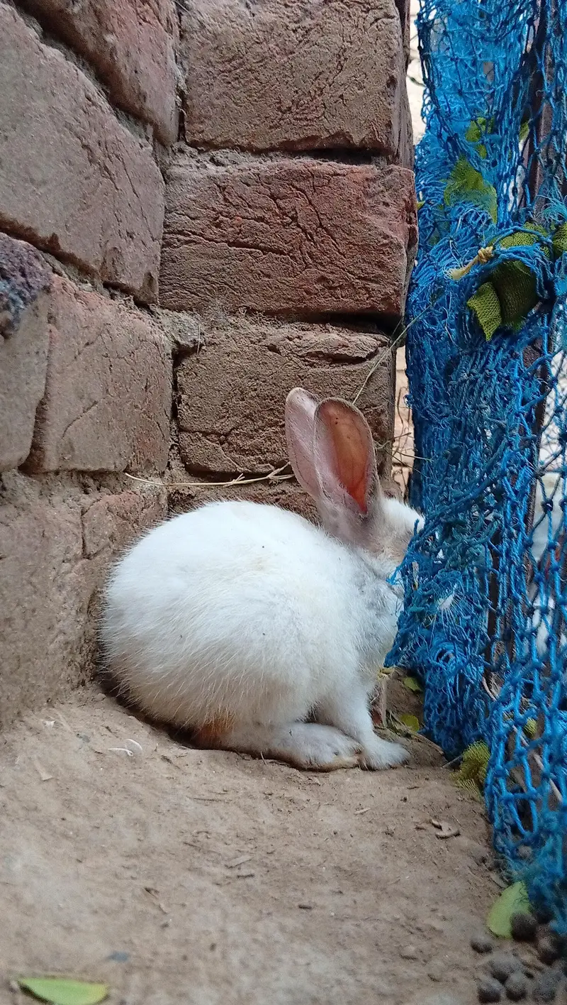 High Quality Rabbits for Sale — photo 11