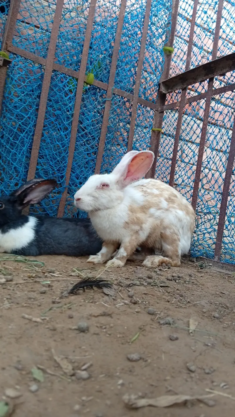 High Quality Rabbits for Sale — photo 12