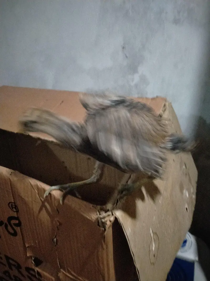 parrot beek cross hai — photo 2