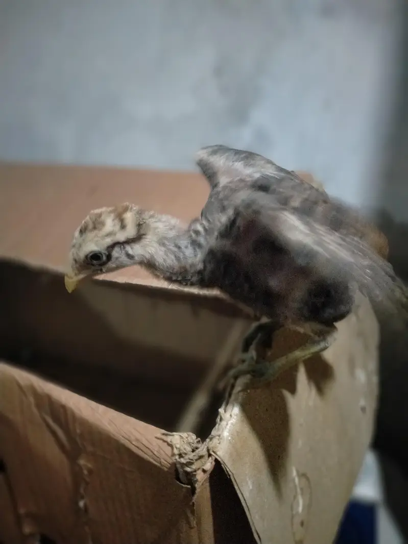 parrot beek cross hai — photo 3