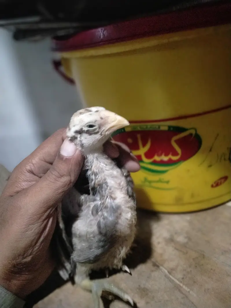 parrot beek cross hai — photo 5