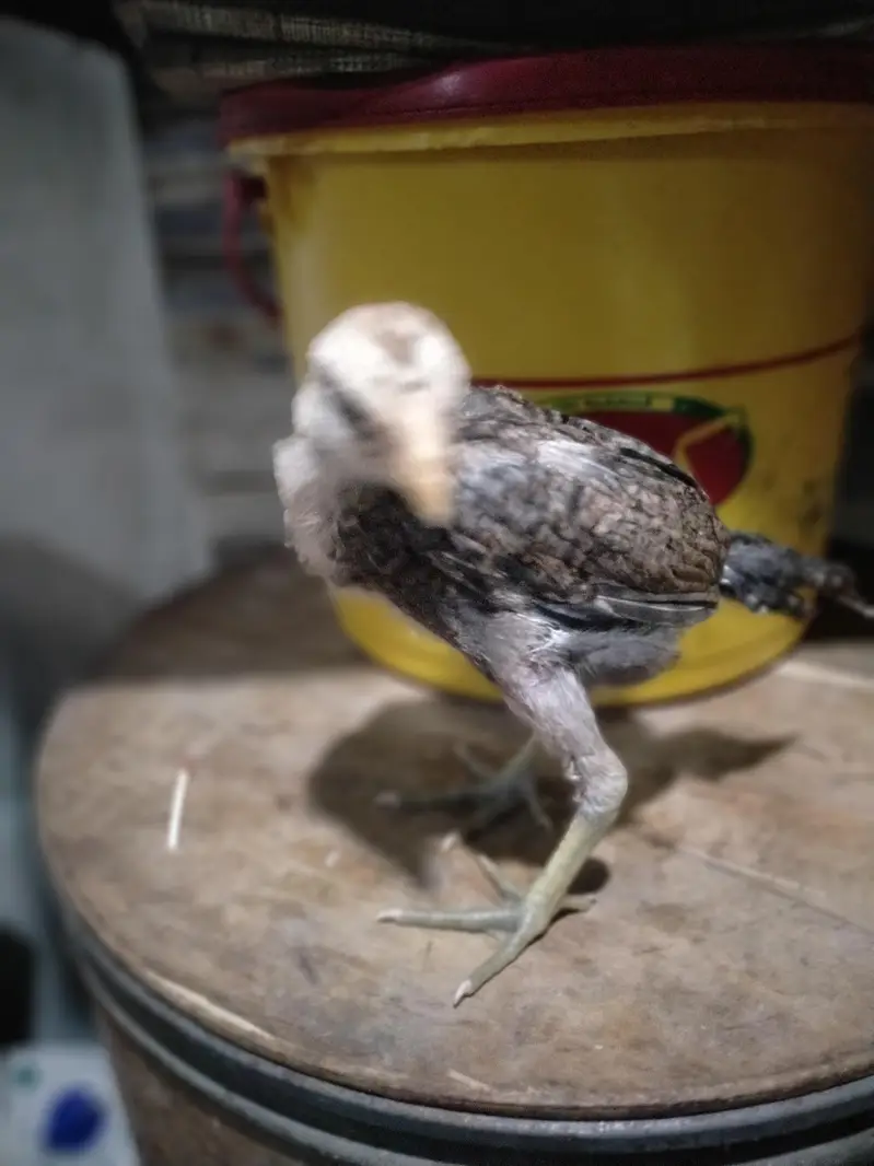 parrot beek cross hai — photo 7