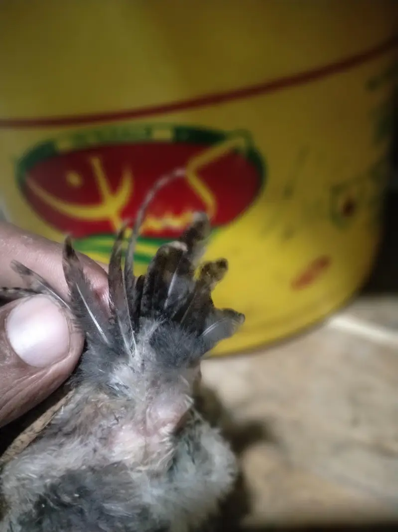 parrot beek cross hai — photo 8