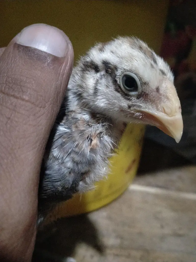 parrot beek cross hai — photo 9