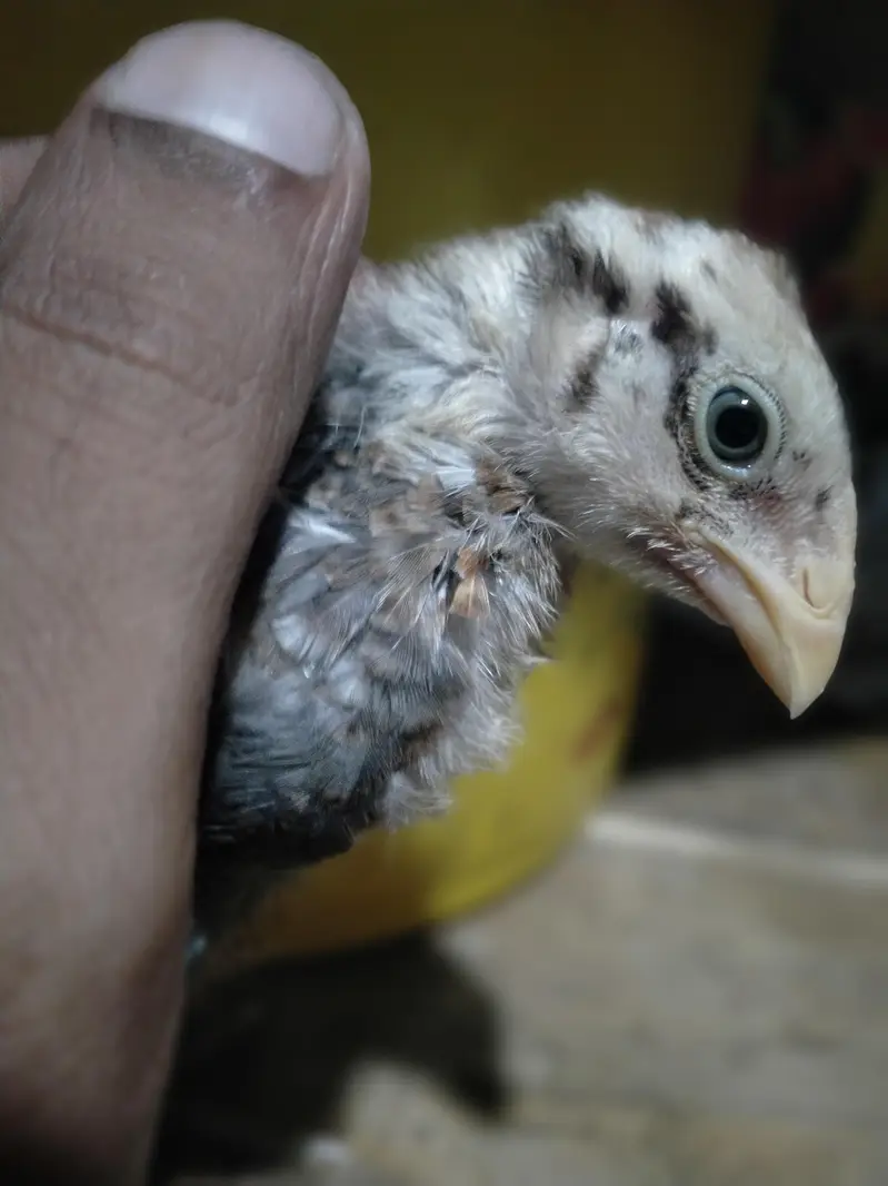 parrot beek cross hai — photo 10