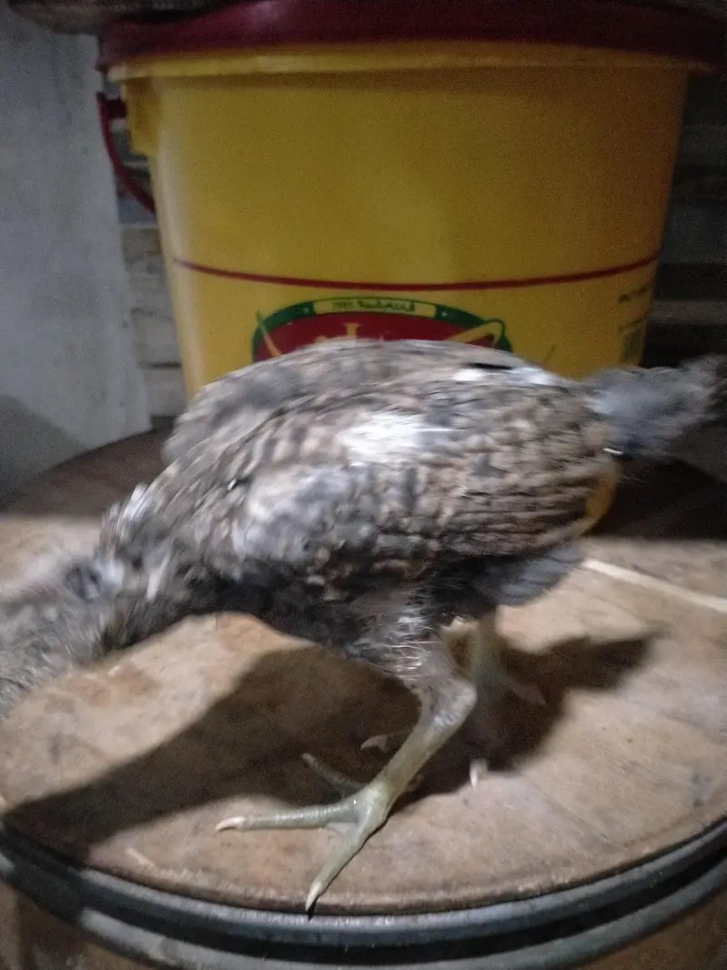 parrot beek cross hai — photo 11