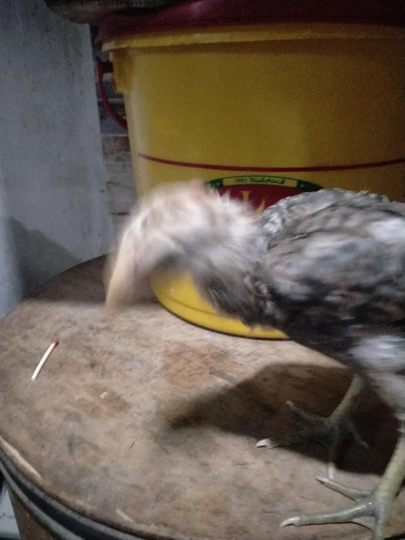 parrot beek cross hai — photo 12