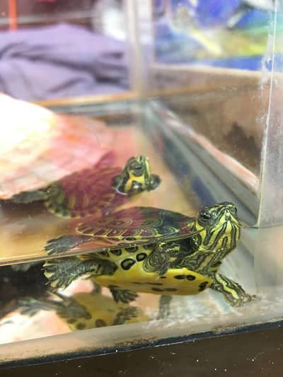 Red ear slider turtle