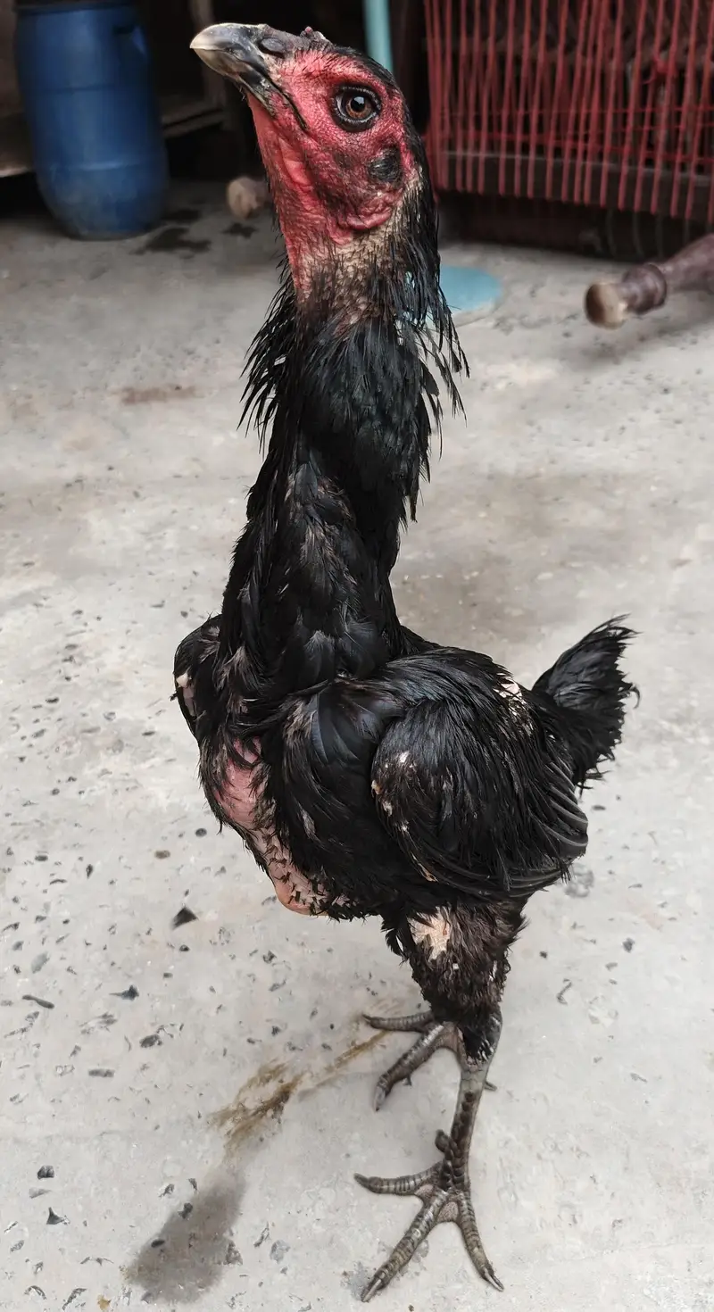pure Vietnam barmi — photo 6