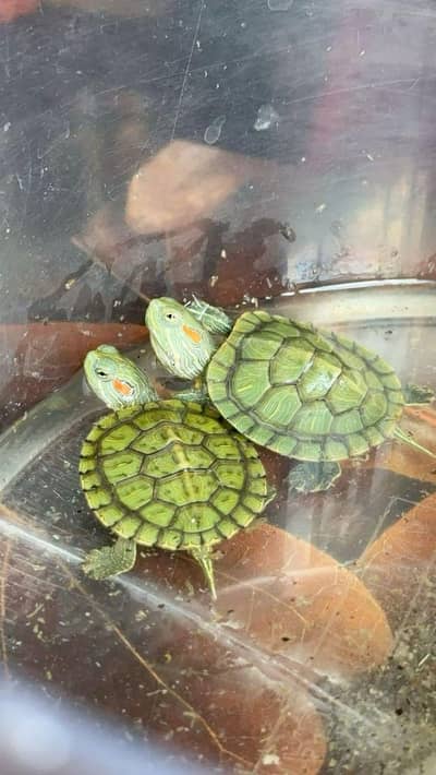 Turtle Red ear slider turtles