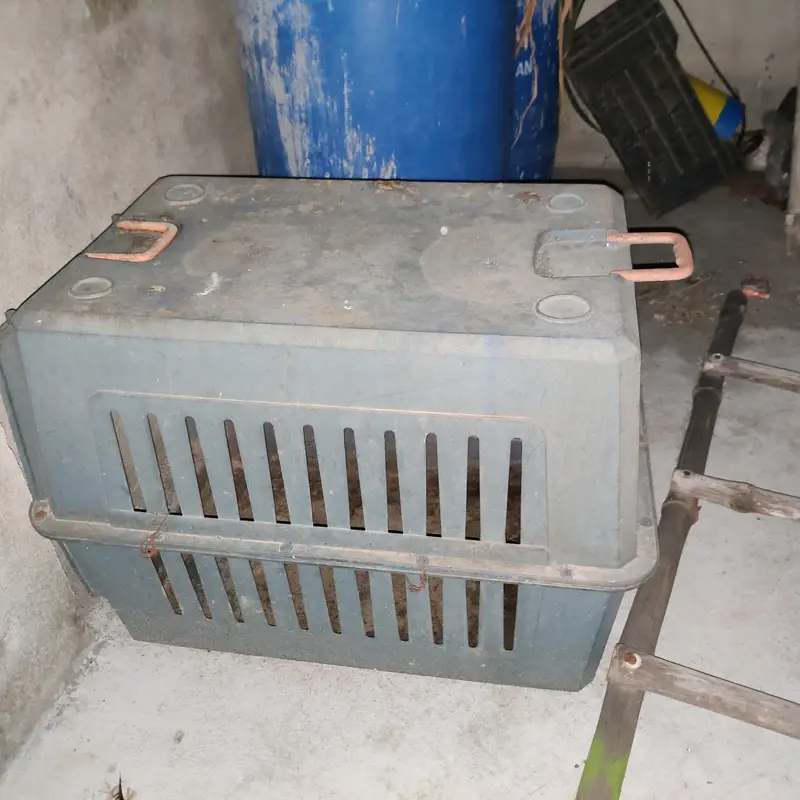 dog jett box for sale    03495536584 — photo 5