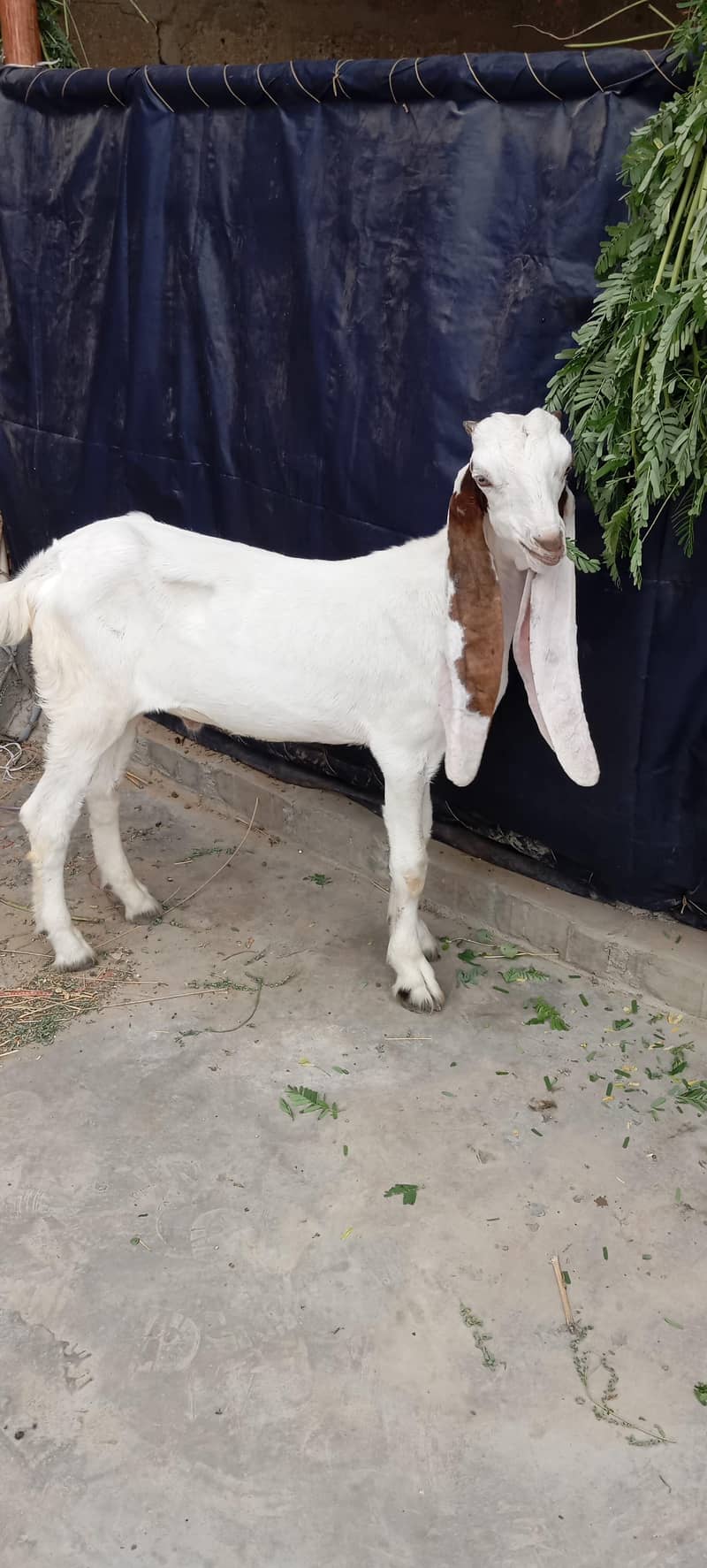 Bakra 1