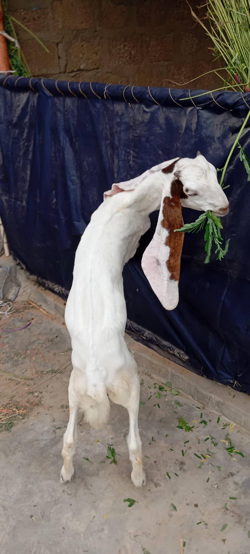 Bakra 2