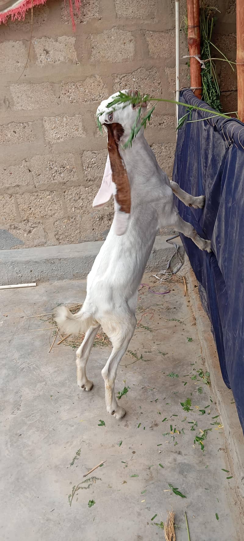 Bakra 3