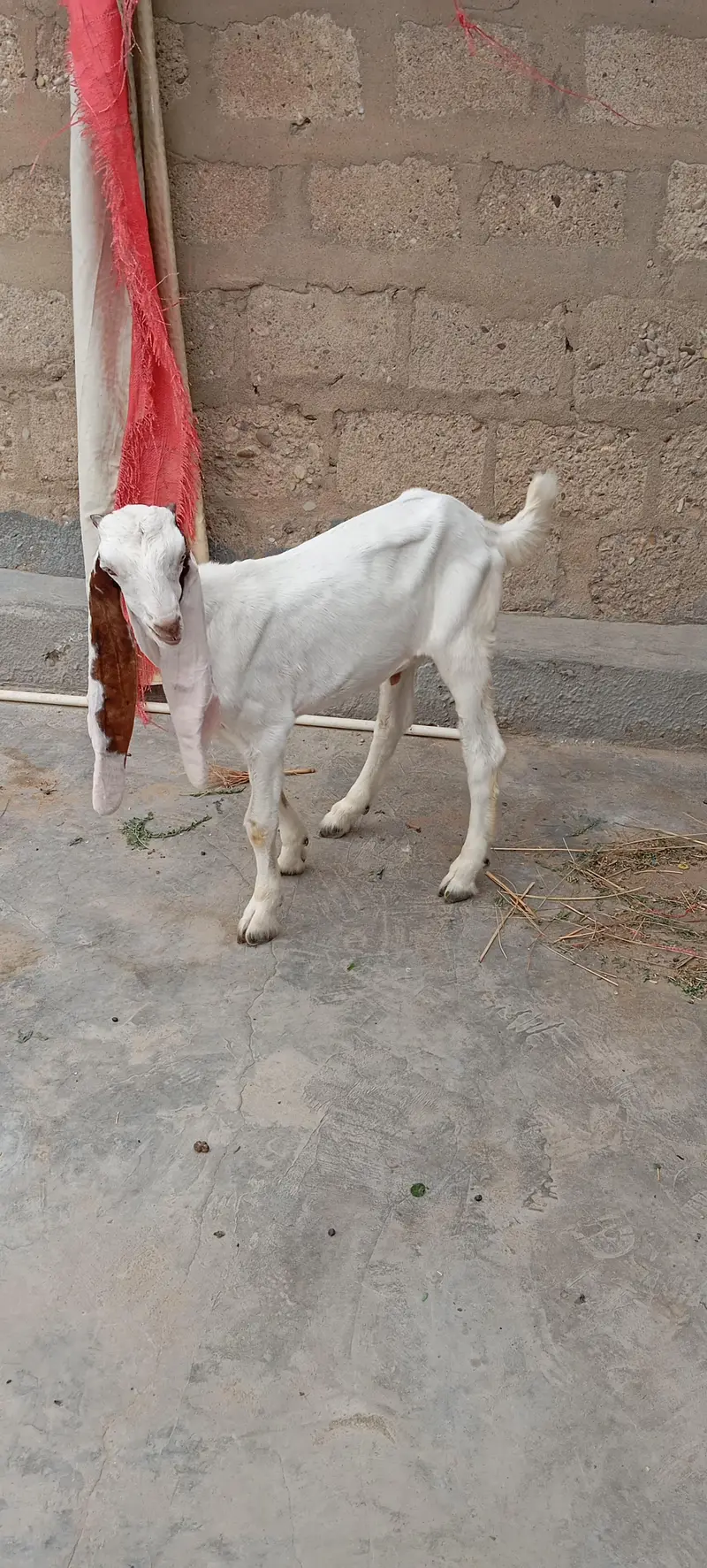 Bakra — photo 5