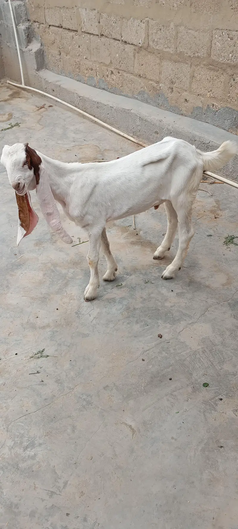 Bakra — photo 6