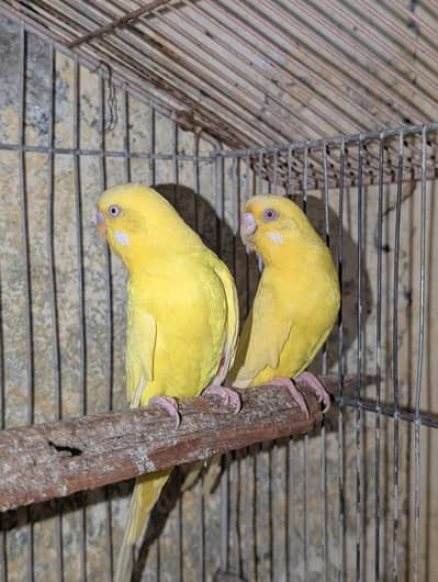 red eye budgies
