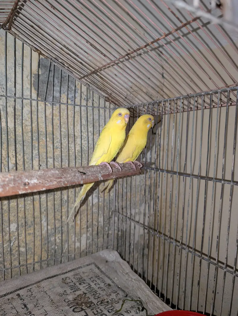 red eye budgies — photo 2
