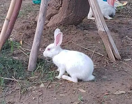 Beautiful White red eyes Rabbits