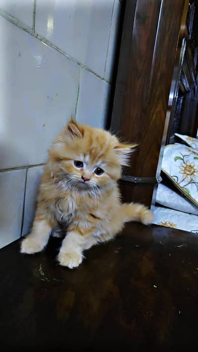 little persian kitten cat