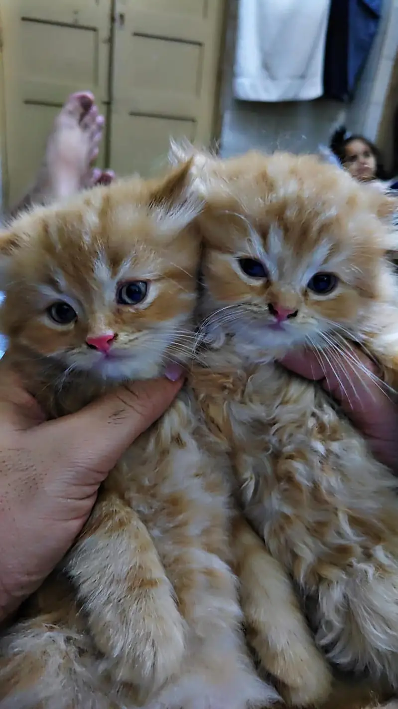 little persian kitten cat — photo 2