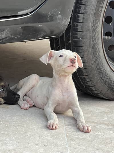 Kohati Gultair puppy