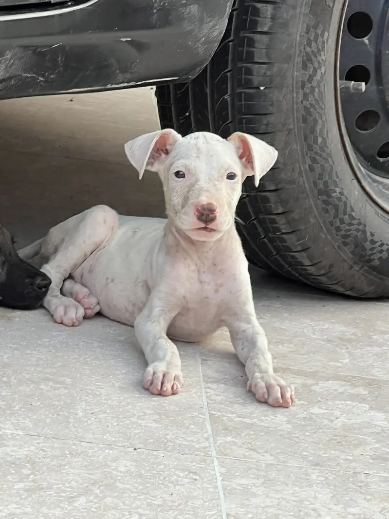 Kohati Gultair puppy — photo 3
