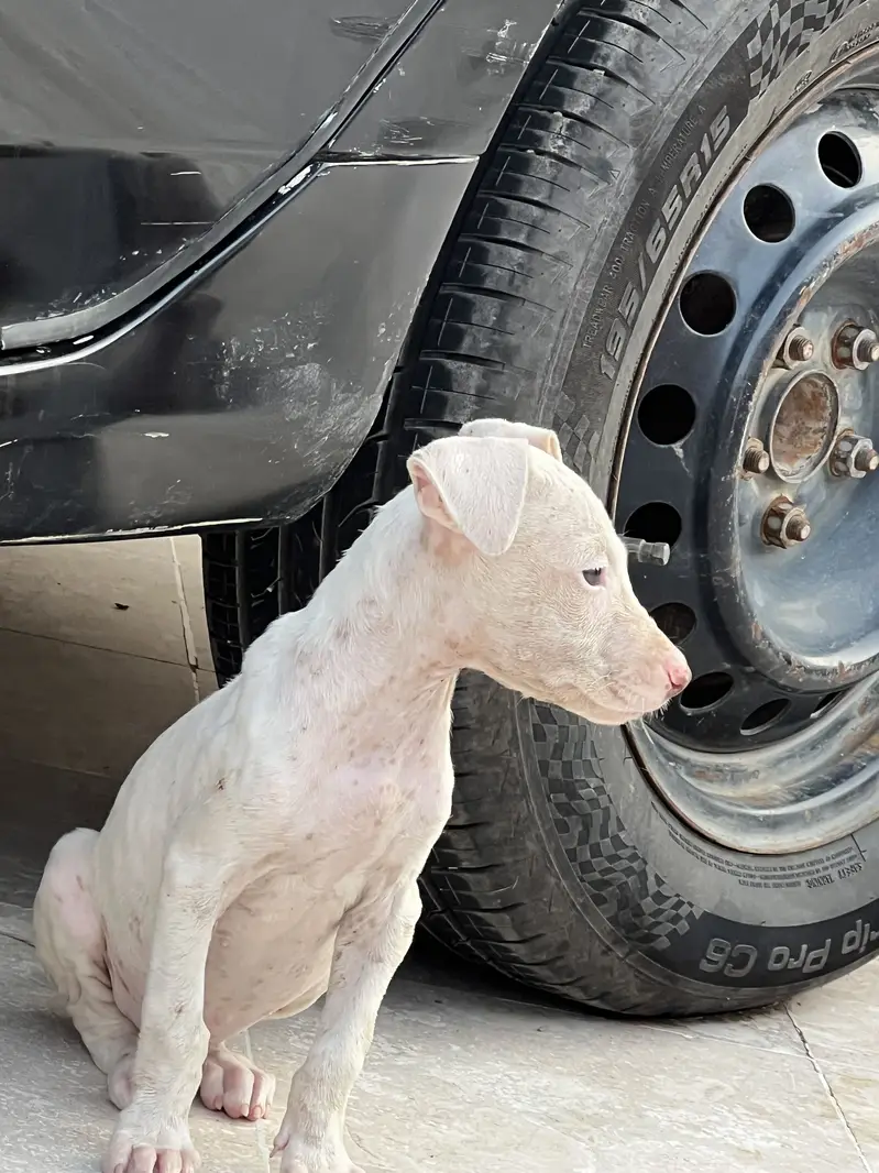 Kohati Gultair puppy — photo 4