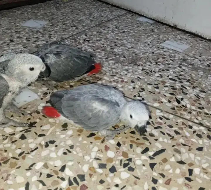 African grey parrot 3 month age contact 03714361525 — photo 2